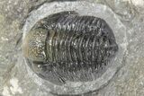 Curled Gerastos Trilobite Fossil - Morocco #277664-3